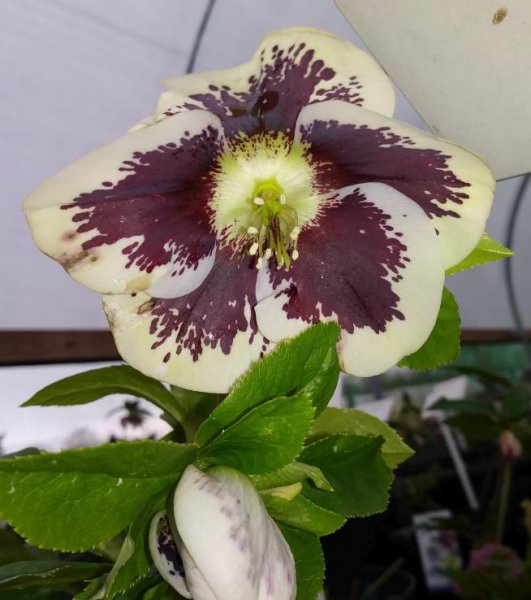 Hellebore2Sm.jpg