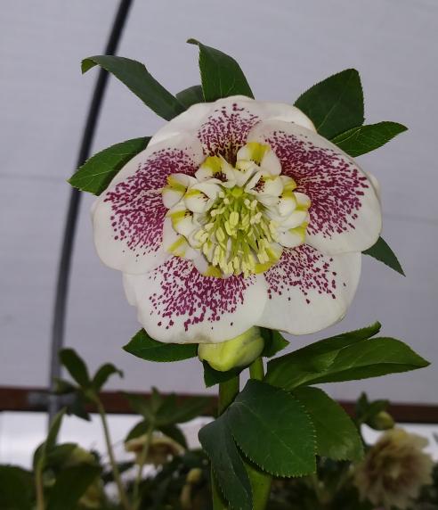 Hellebore3Sm.jpg