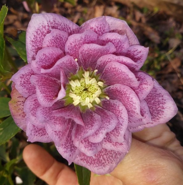 Hellebore4Sm.jpg