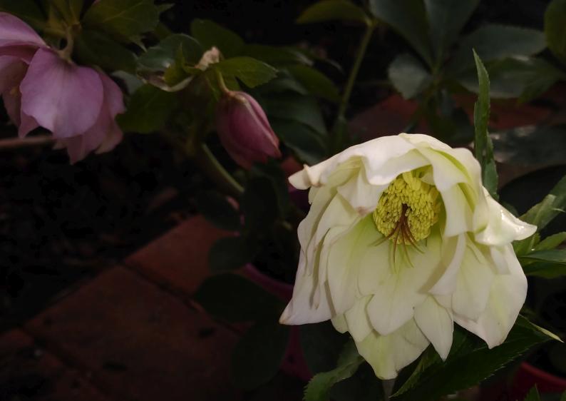 HelleboreMorrison.jpg