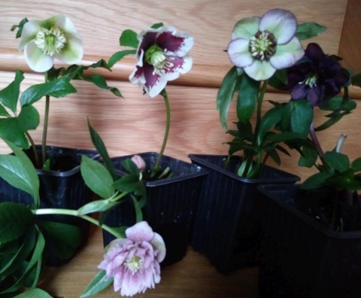 HelleborePurhaseSm.jpg
