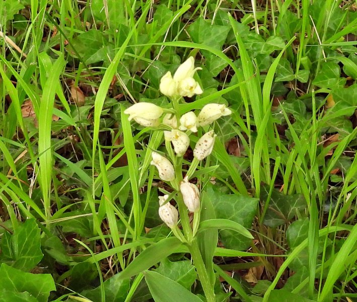 Helleborine.JPG