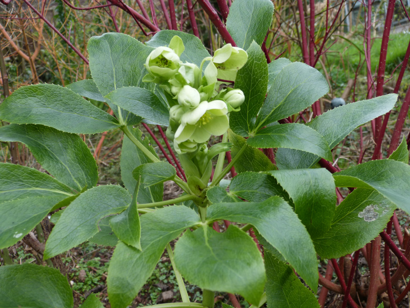 Helleboruc argutifolia.JPG