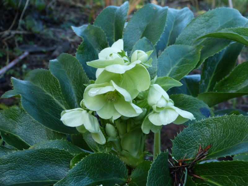 Helleborus argutifolius 1.JPG