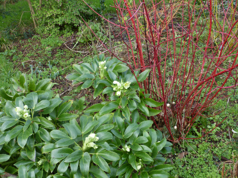 Helleborus argutifolius.JPG