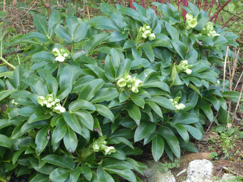 Helleborus argutifolius.JPG