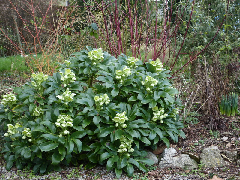 Helleborus argutifolius.JPG