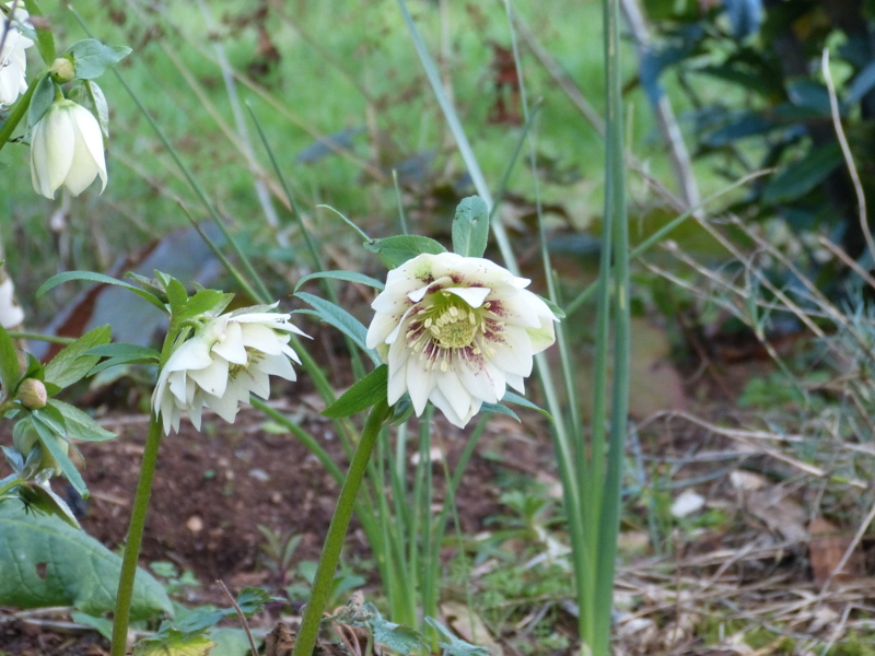 Helleborus Freckles.JPG