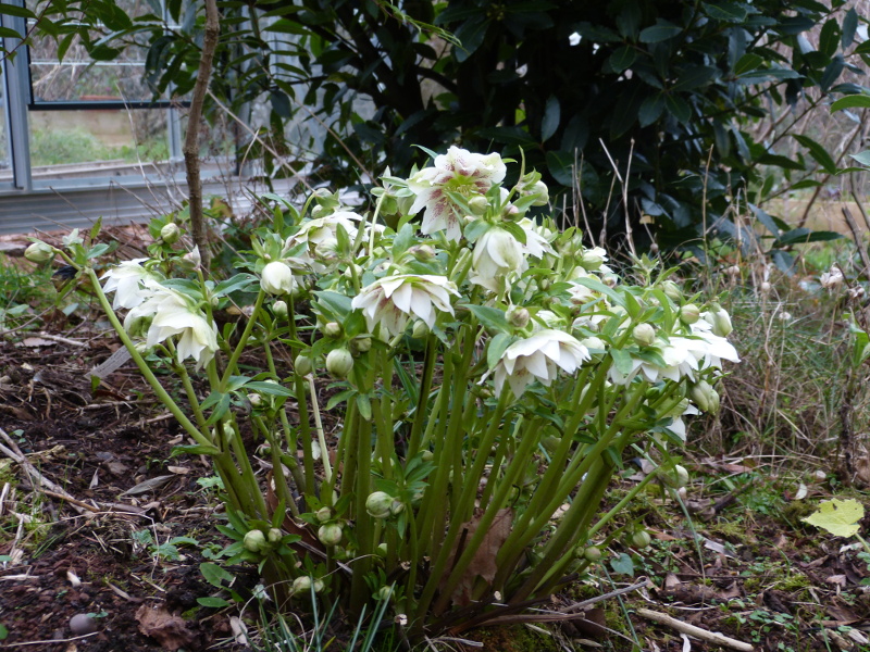 Helleborus Freckles.JPG