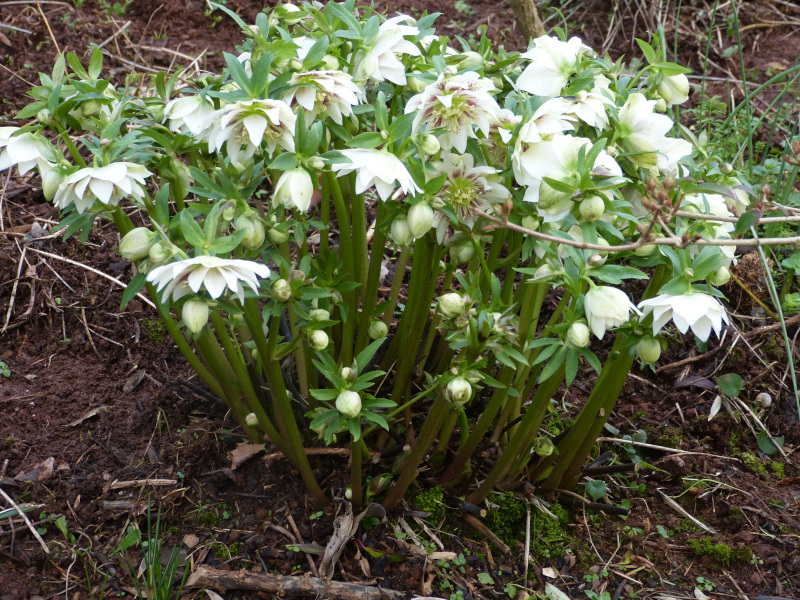 Helleborus hybrid 1.JPG
