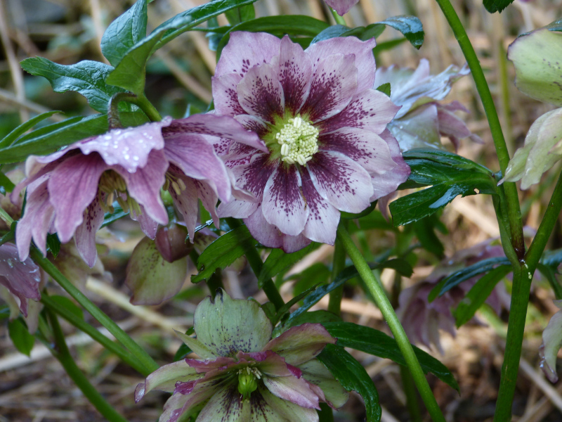 Helleborus hybrid 2.JPG