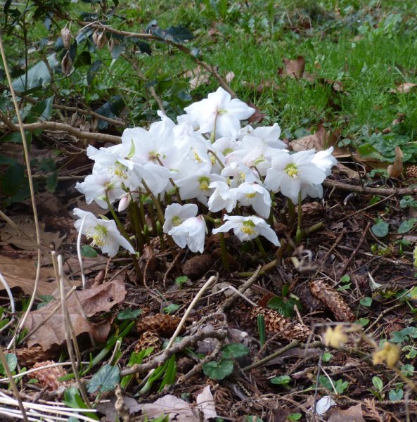Helleborus hybrid.JPG