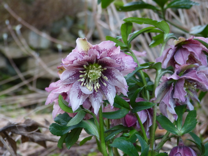 Helleborus hybrid.JPG