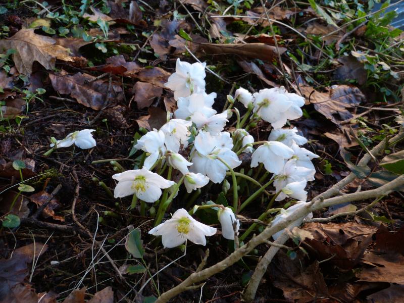 Helleborus niger.JPG
