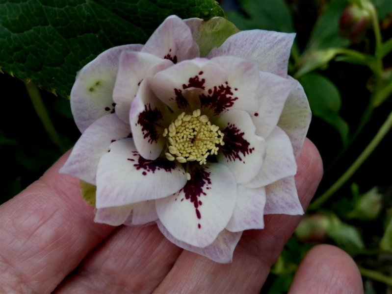 Helleborus Orientalis Double Ellen 'Picotee'.jpg