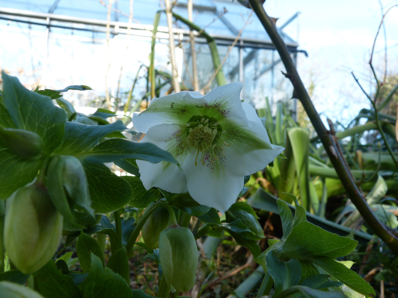 Helleborus seedling.JPG
