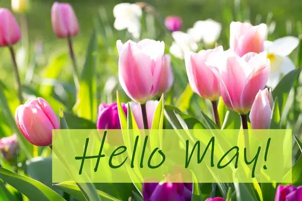 Hello May.jpg