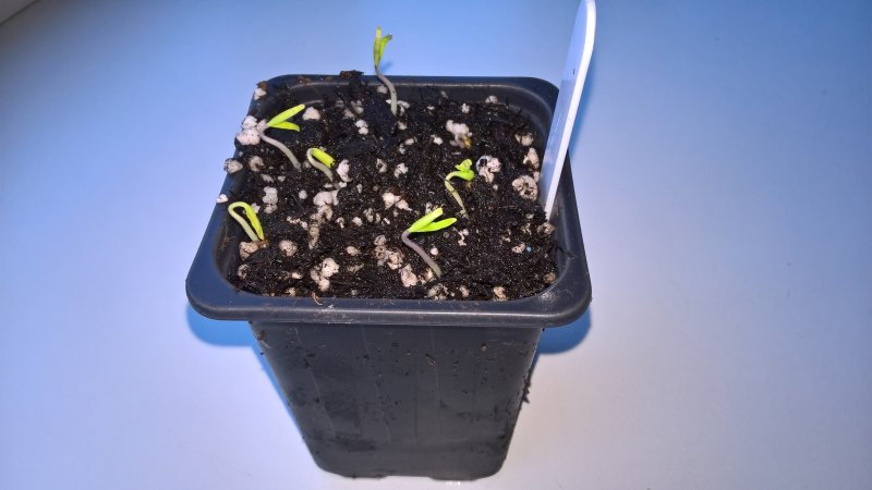 Hello World WP_20180102_14_02_43_Pro.jpg