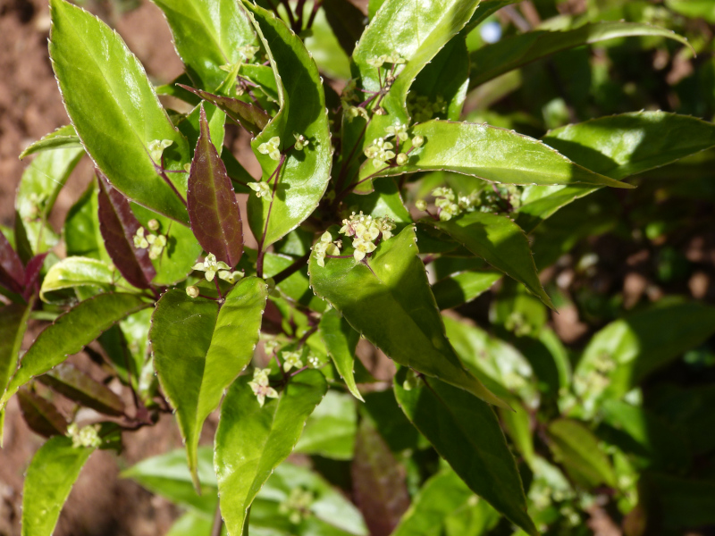 Helwinbgia chinensis.JPG