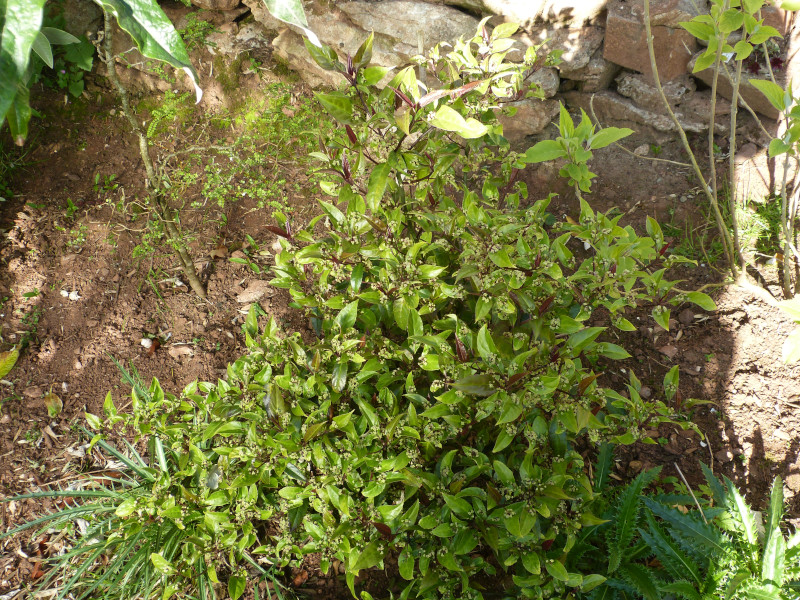 Helwingia chinensis.JPG