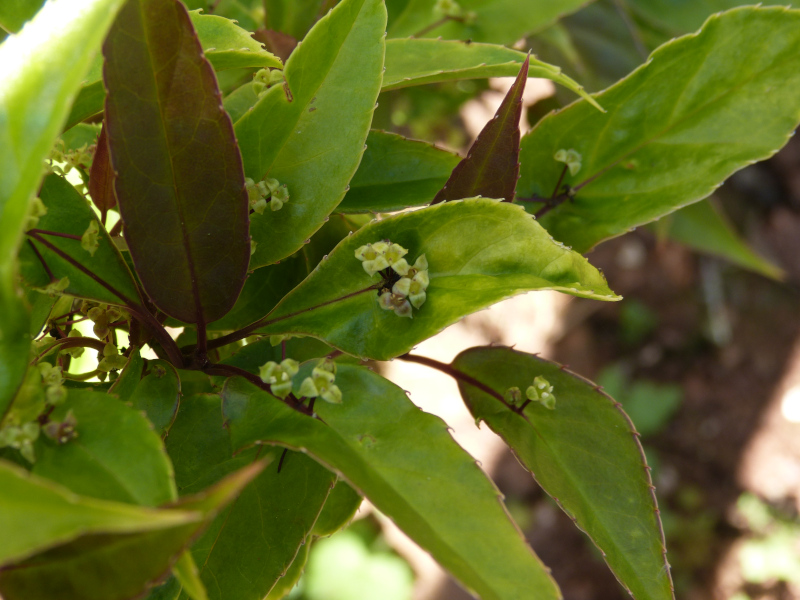 Helwingii chinensis 2.JPG