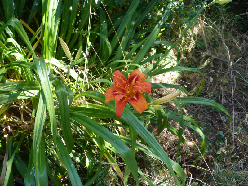 Hemerocallis fulva flore pleno.JPG