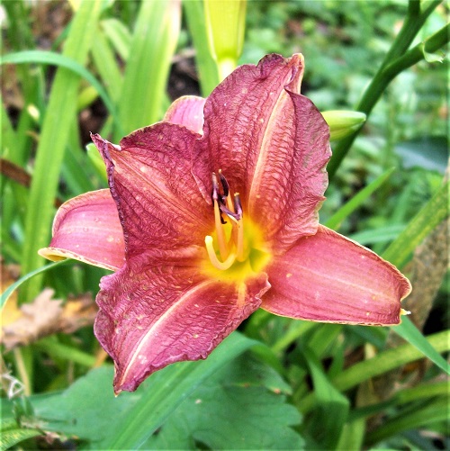 hemerocallis.jpg