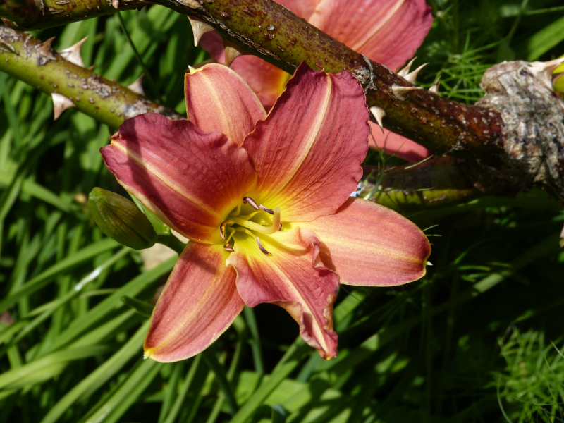 Hemerocallis Little Wine Cup.JPG