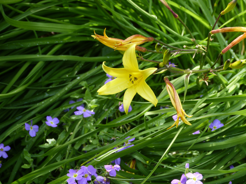 Hemerocallis middendorfi.JPG