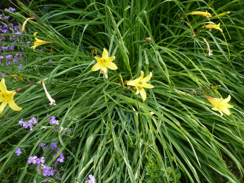 Hemerocallis middendorfii 2.JPG