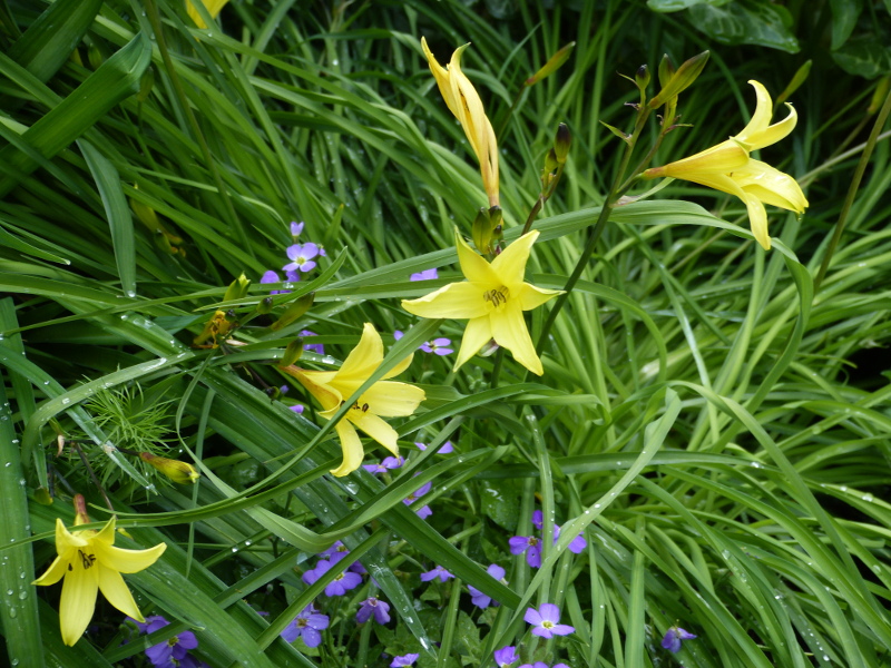 Hemerocallis middendorfii 2017.JPG