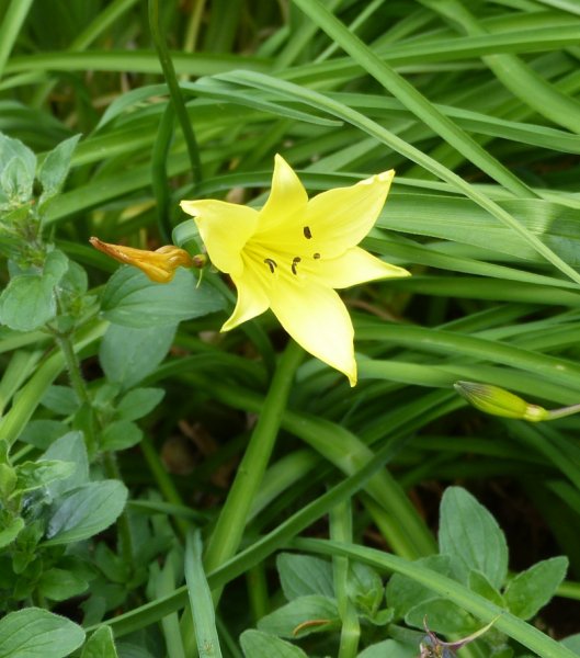 Hemerocallis middendorfii.JPG