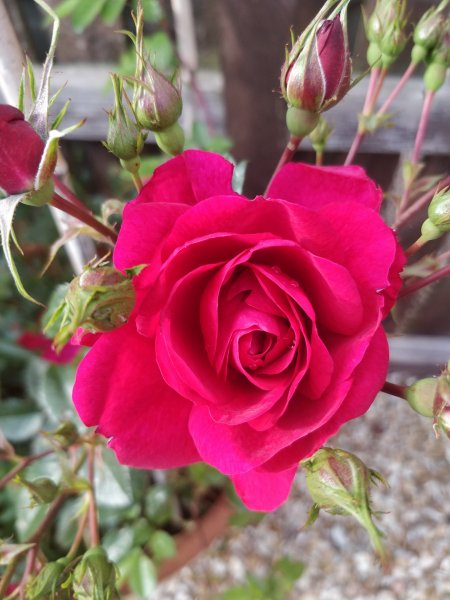 Henry Kelsey bloom.jpg