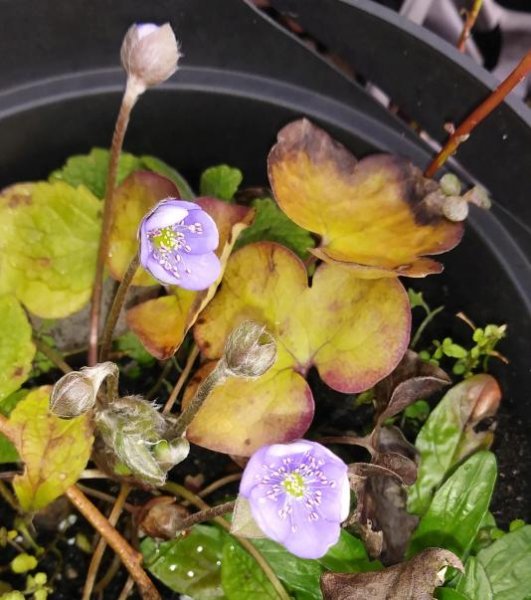 Hepatica2Sm.jpg