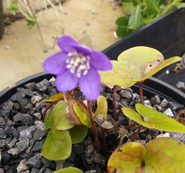 Hepatica3Sm.jpg