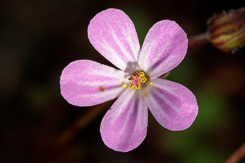 Herb-Robert-2.jpg
