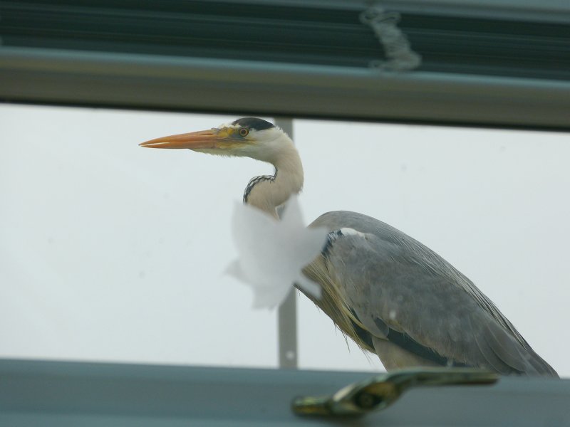 heron 1.JPG