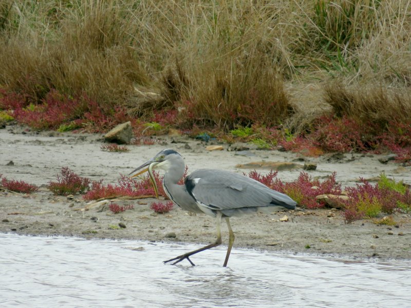 HERON 2.JPG