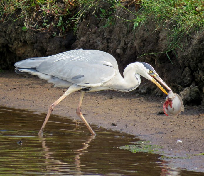 heron 2.JPG