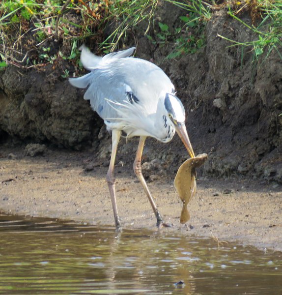 Heron 3.JPG