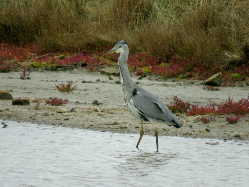HERON 4.JPG