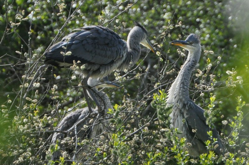 Heron family .jpg