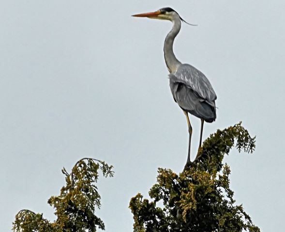 Heron.JPG