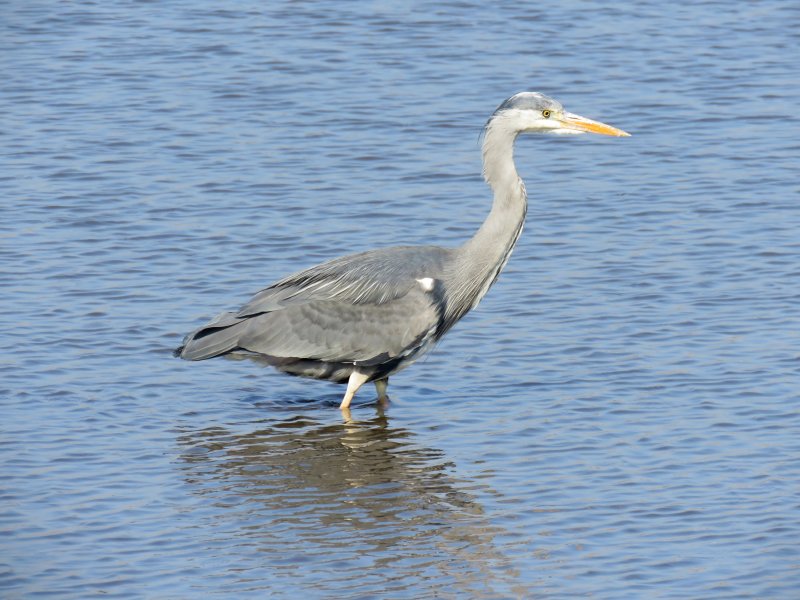 heron.JPG