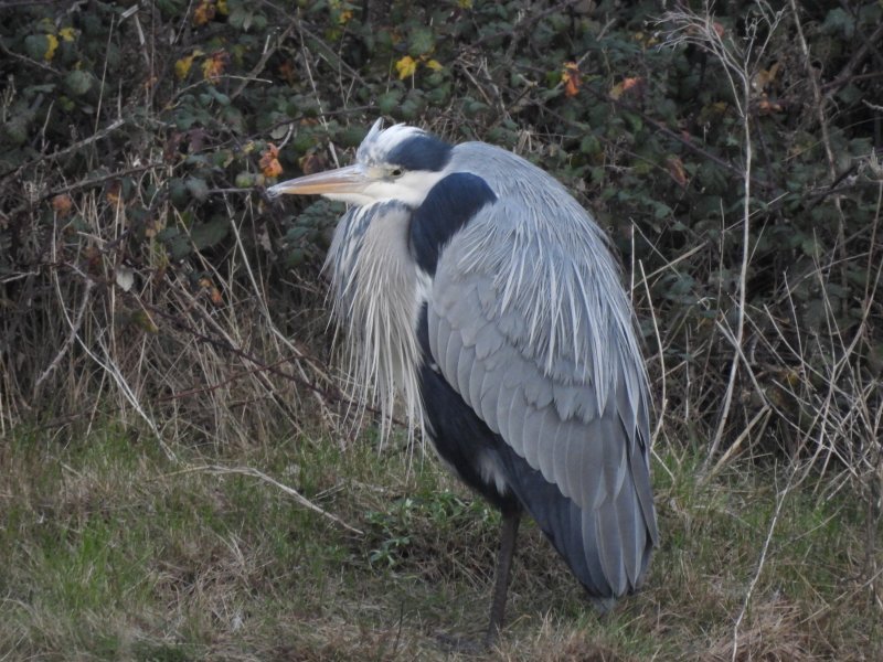 heron.JPG
