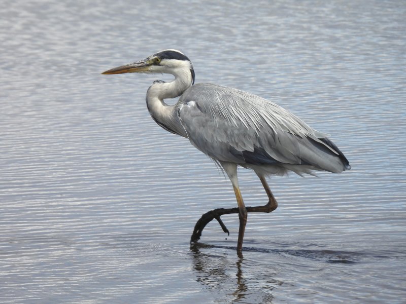 Heron.JPG