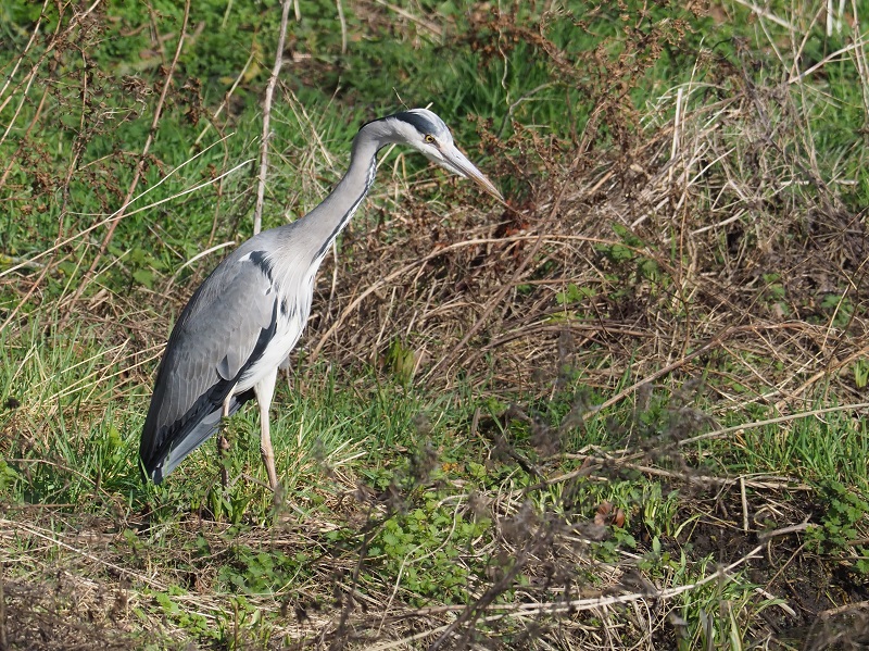 heron3.jpg