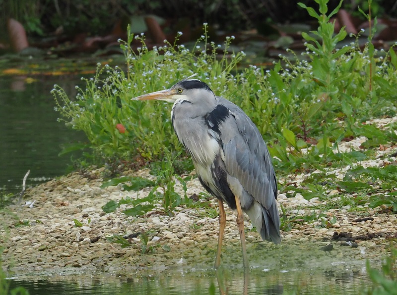 heronA.jpg