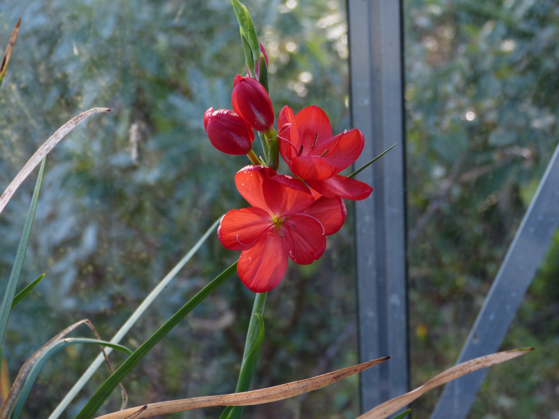 Hesperantha coccinea 1.JPG
