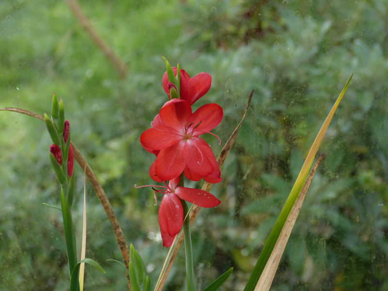 Hesperantha coccinea.JPG